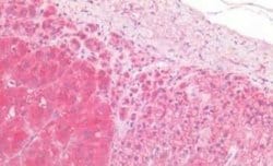 Proenkephalin Antibody, Novus Biologicals 50 &mu;g | Buy Online | Novus Biologicals | Fisher Scientific